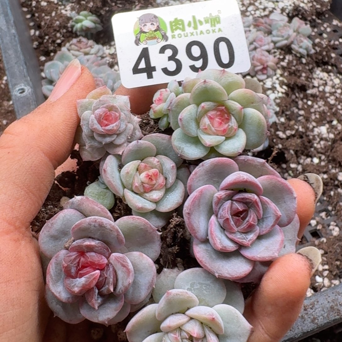 多肉植物多肉植物