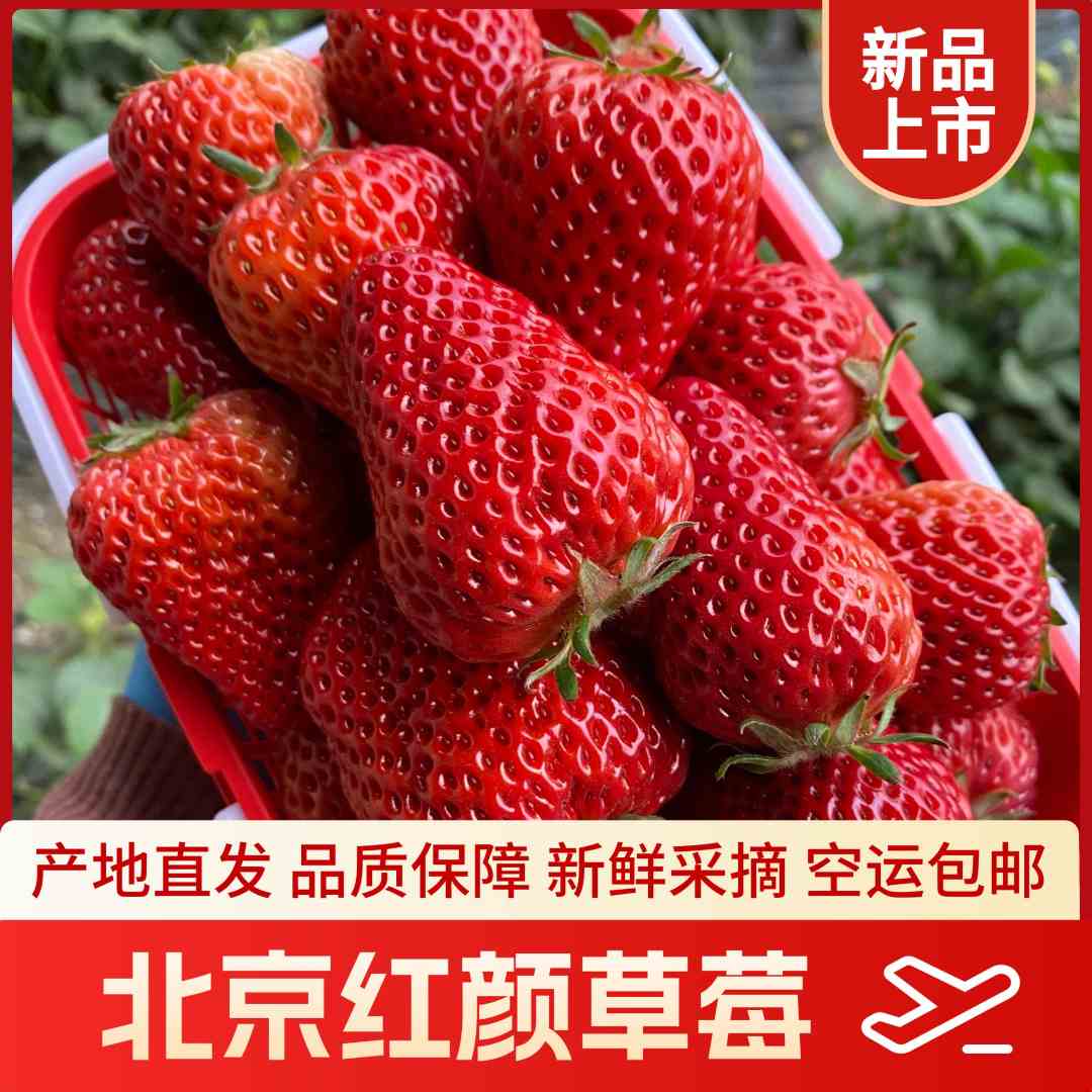 正宗头茬红颜草莓产地直发自产自销新鲜香甜