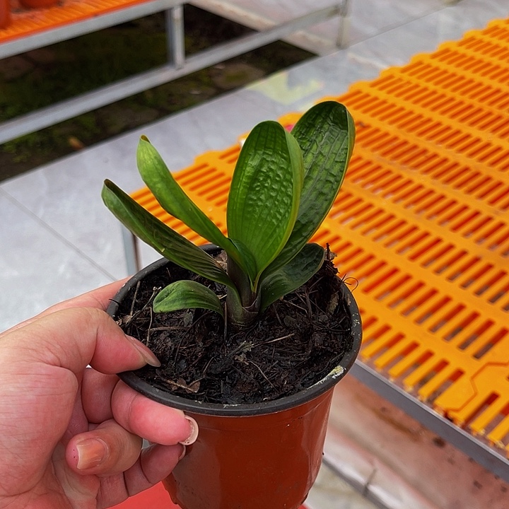 完全开放油麻娃娃