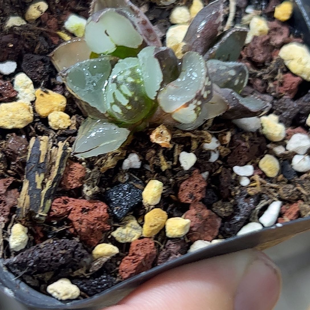 圣诞蜡烛十二卷多肉植物