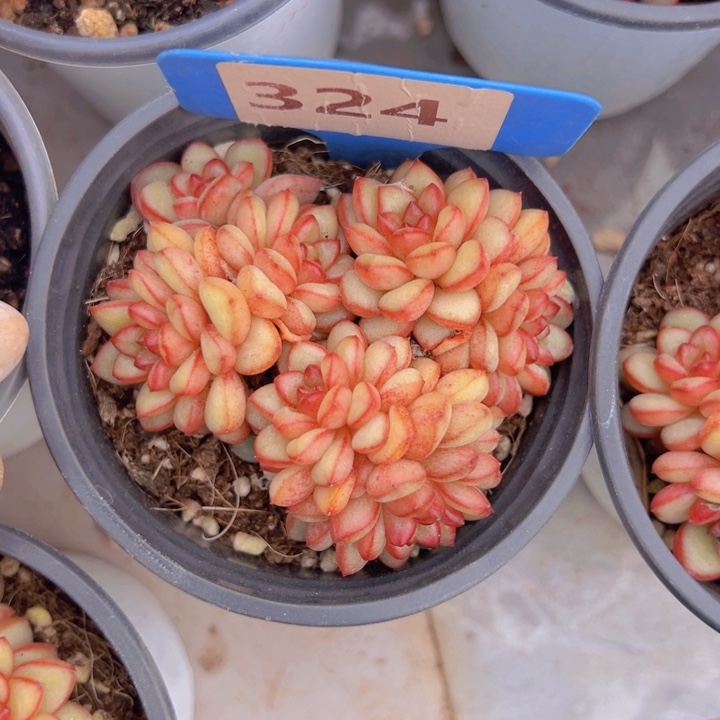 健健康康平平安安