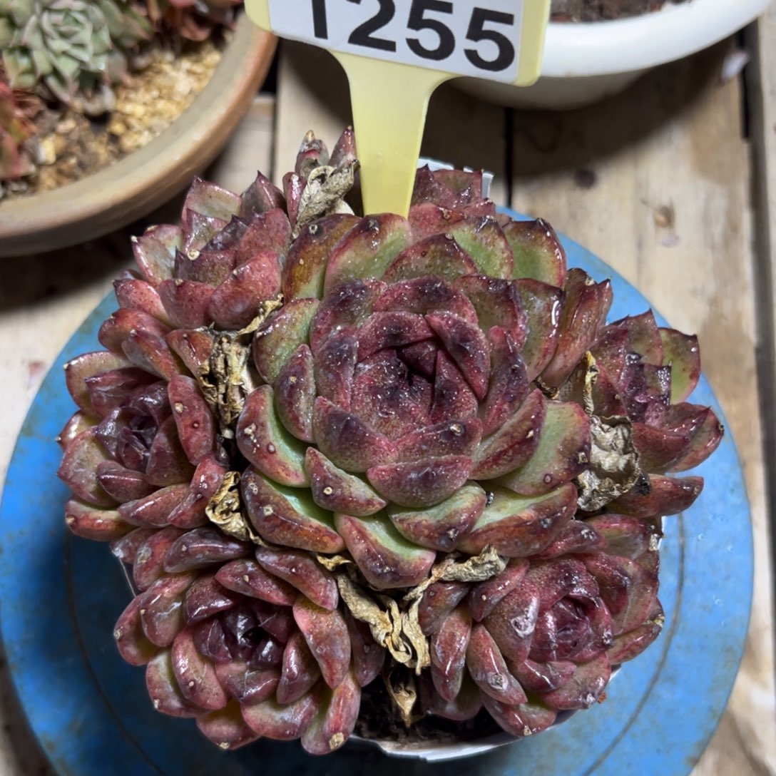 1255黑水晶，冠服15