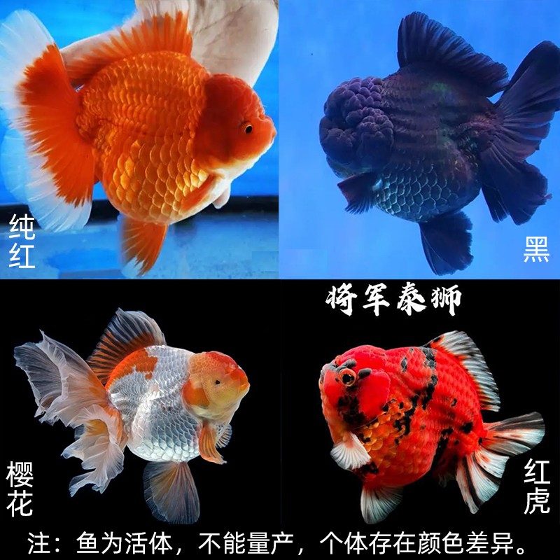 泰狮金鱼精品特级小鱼苗百褶泰狮短尾将军泰狮波妞金鱼活鱼观赏鱼