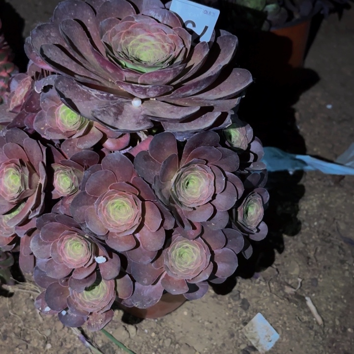 751魅金多肉植物