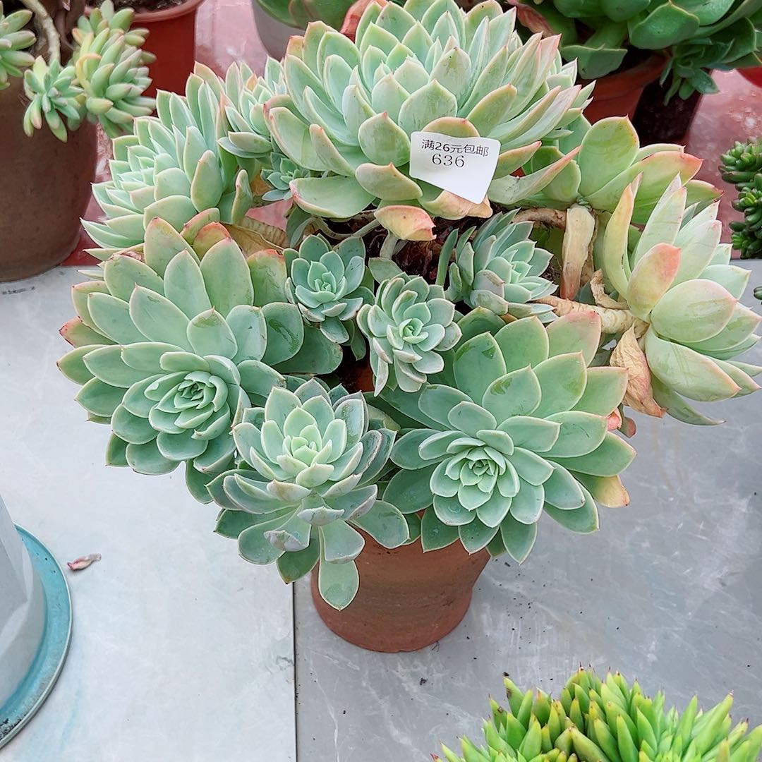 冬***来636丝绸多肉植物多肉