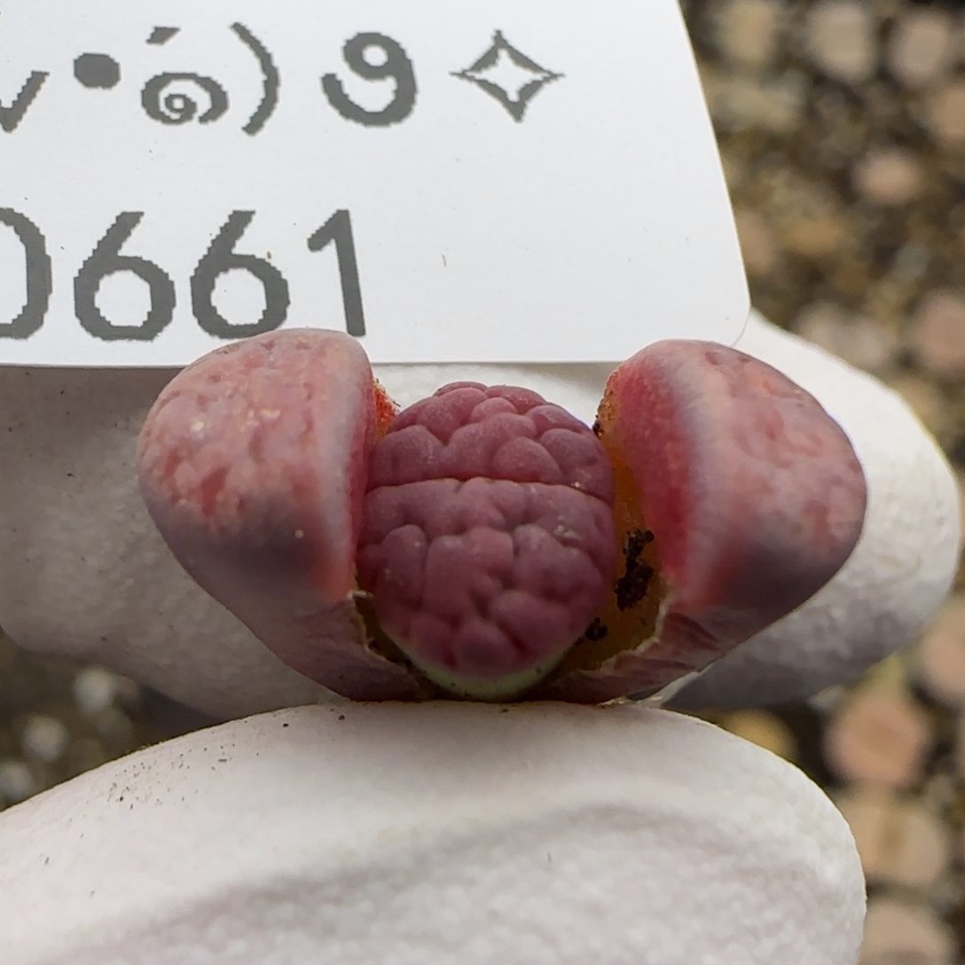 0661。阿克塞尔。。。。不大。。。。