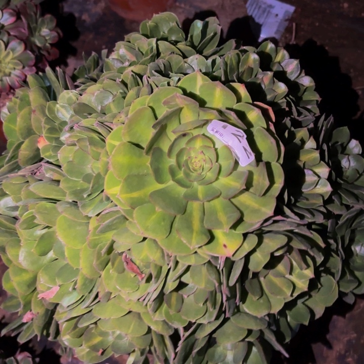 122轮回多肉植物不售后中班