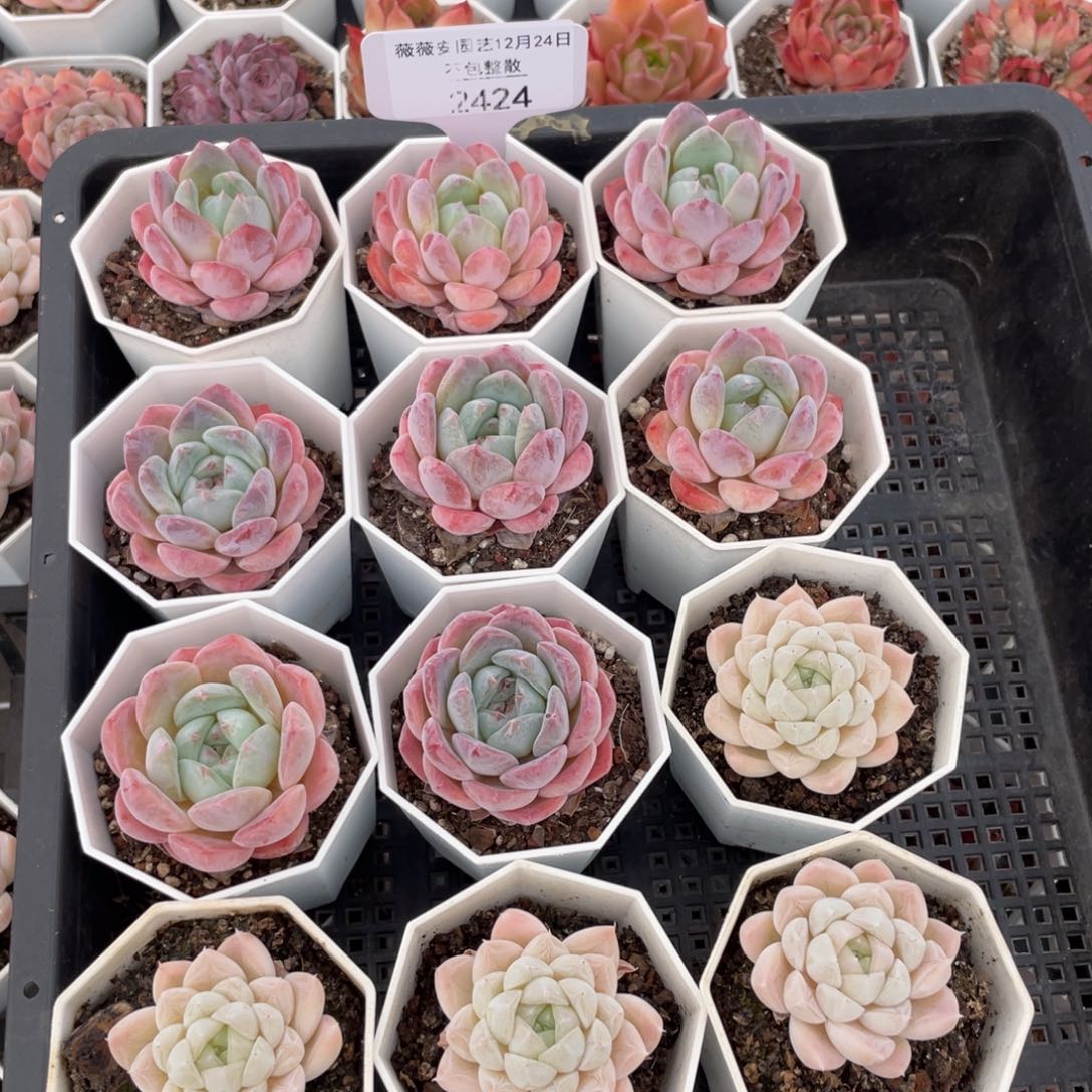 不包整散 盆子不售后2424