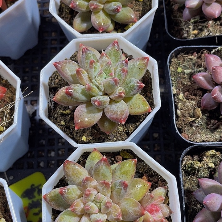 幻影美人带盆土发