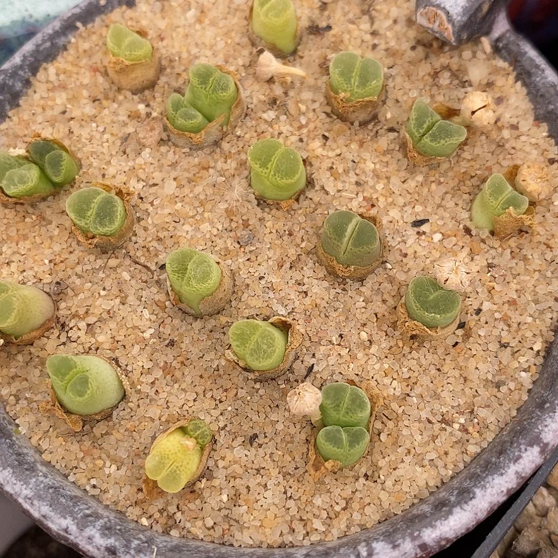 奶瓶风铃一头。    