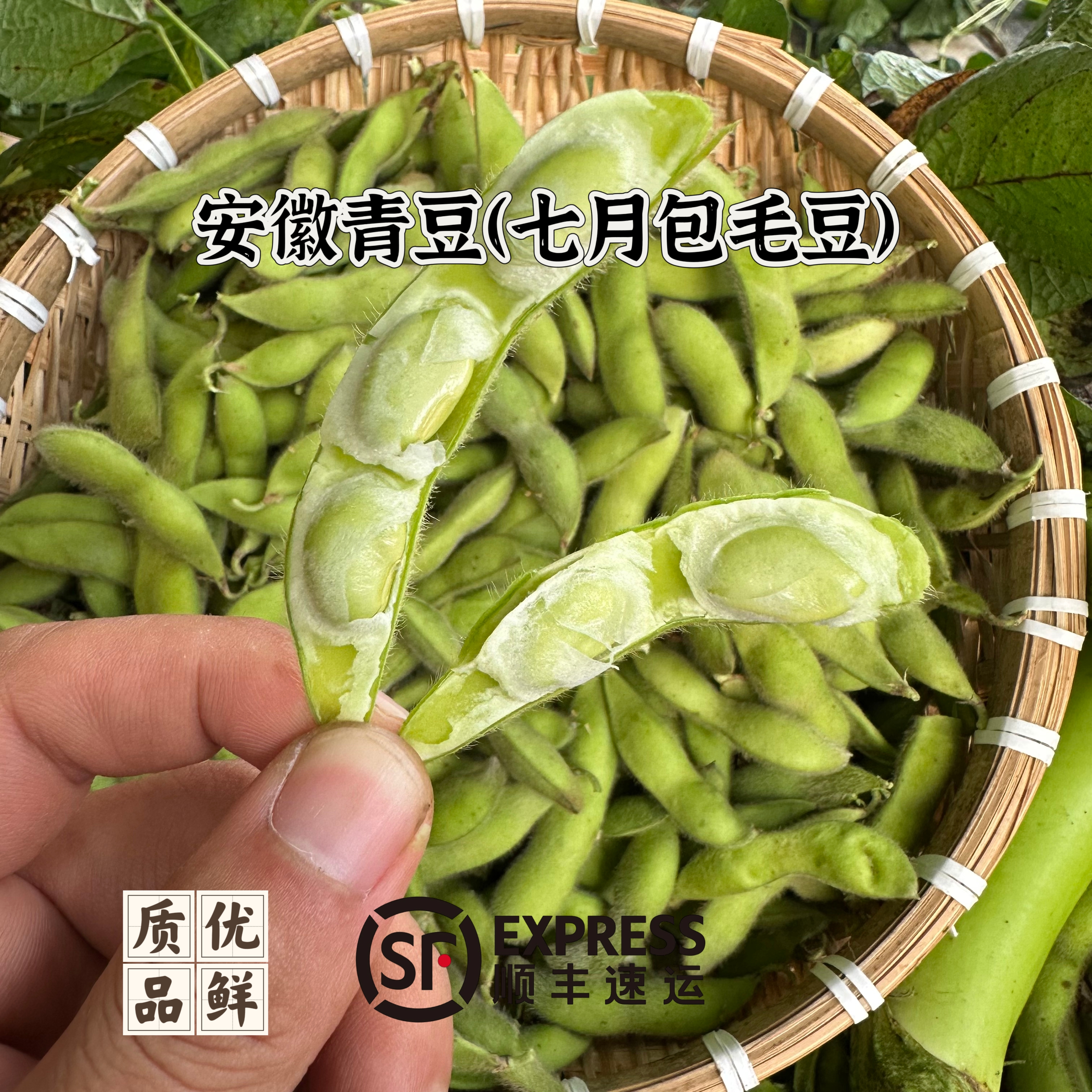[七月包毛豆]安徽芜湖现摘毛豆本地青豆秋季毛豆农户自种顺丰包邮毛豆