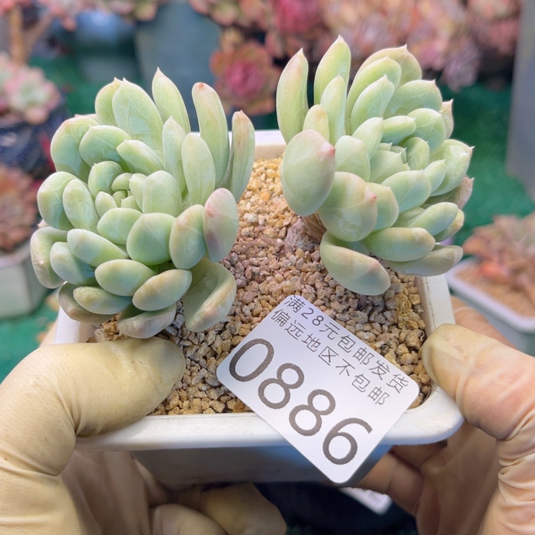 大0886:）db xv x b cv b b