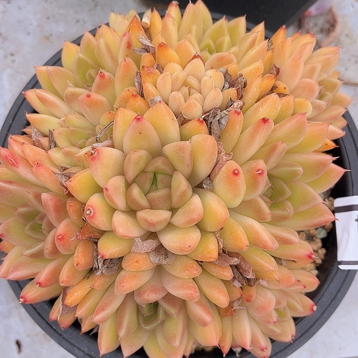 麦秆2564多肉植物