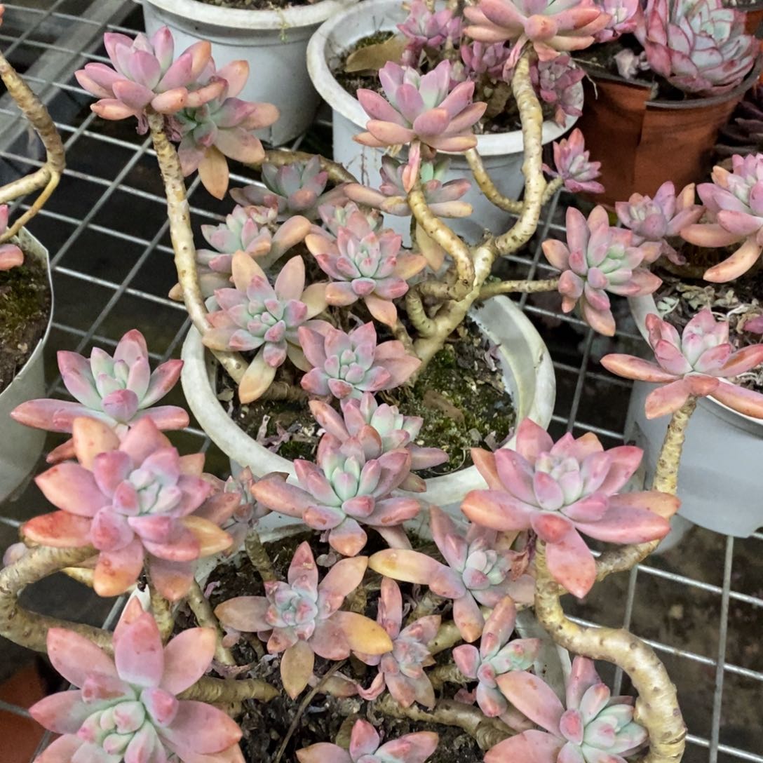 秋丽整桩两盆，160杯