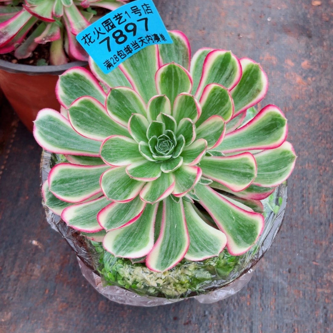 孔雀翎7897多肉植物