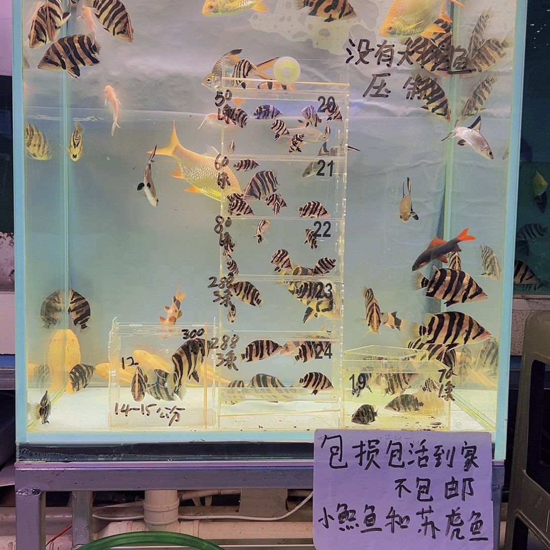虎鱼虎鱼一条14-15共分