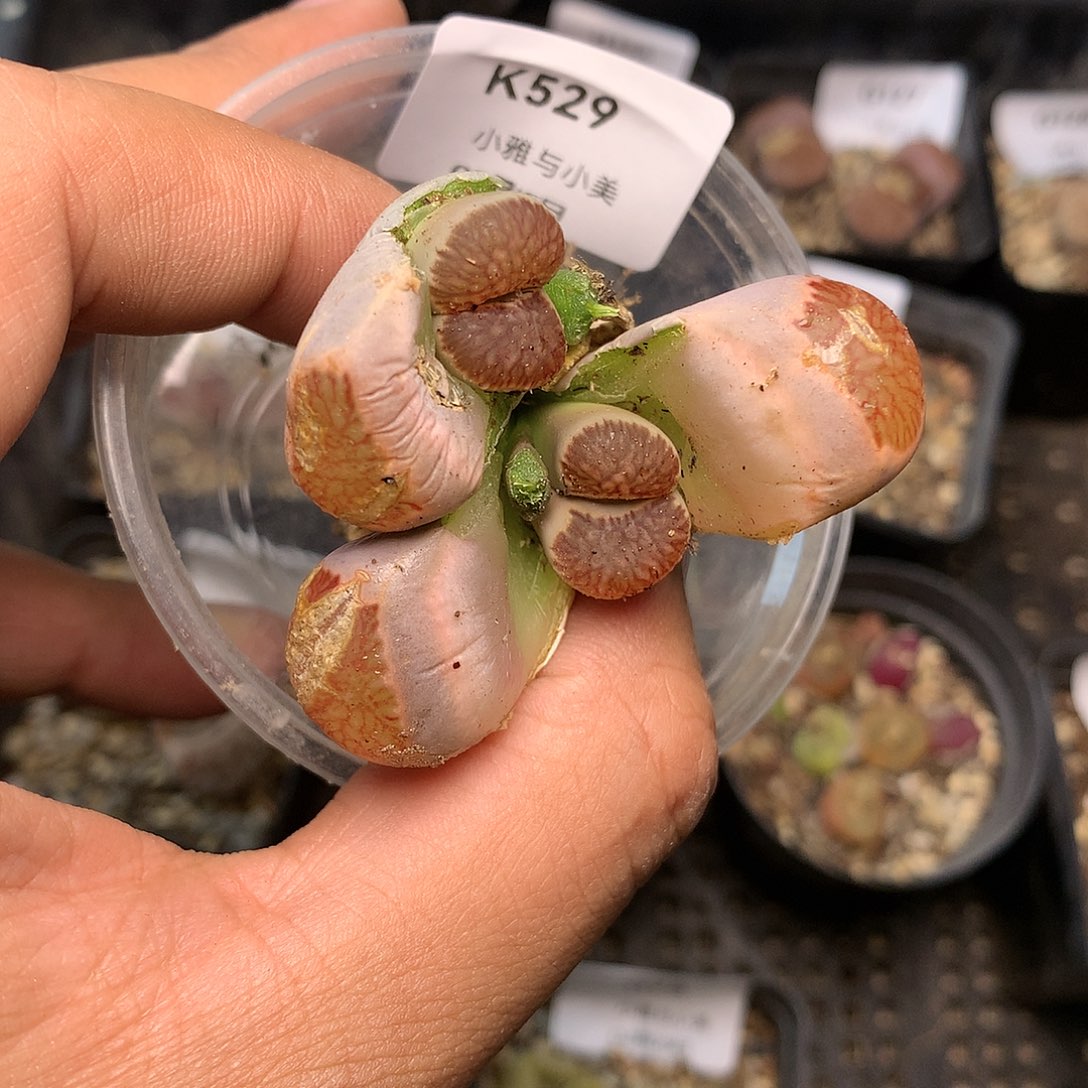 K529多肉植物保护