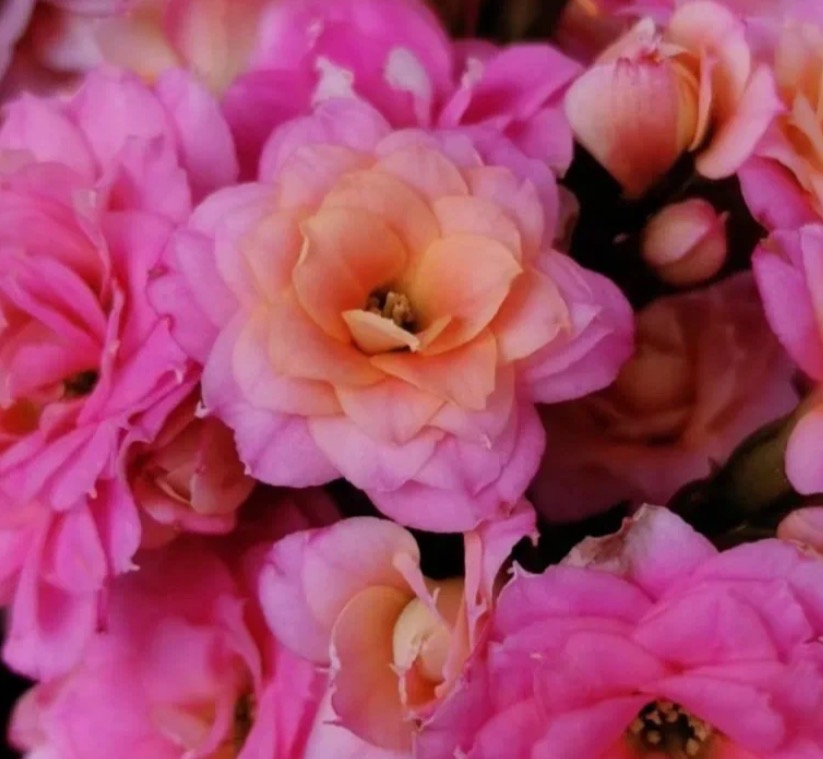 《大鹏/奶油玫瑰》130盆重瓣长寿花（全场任意两单起发货）