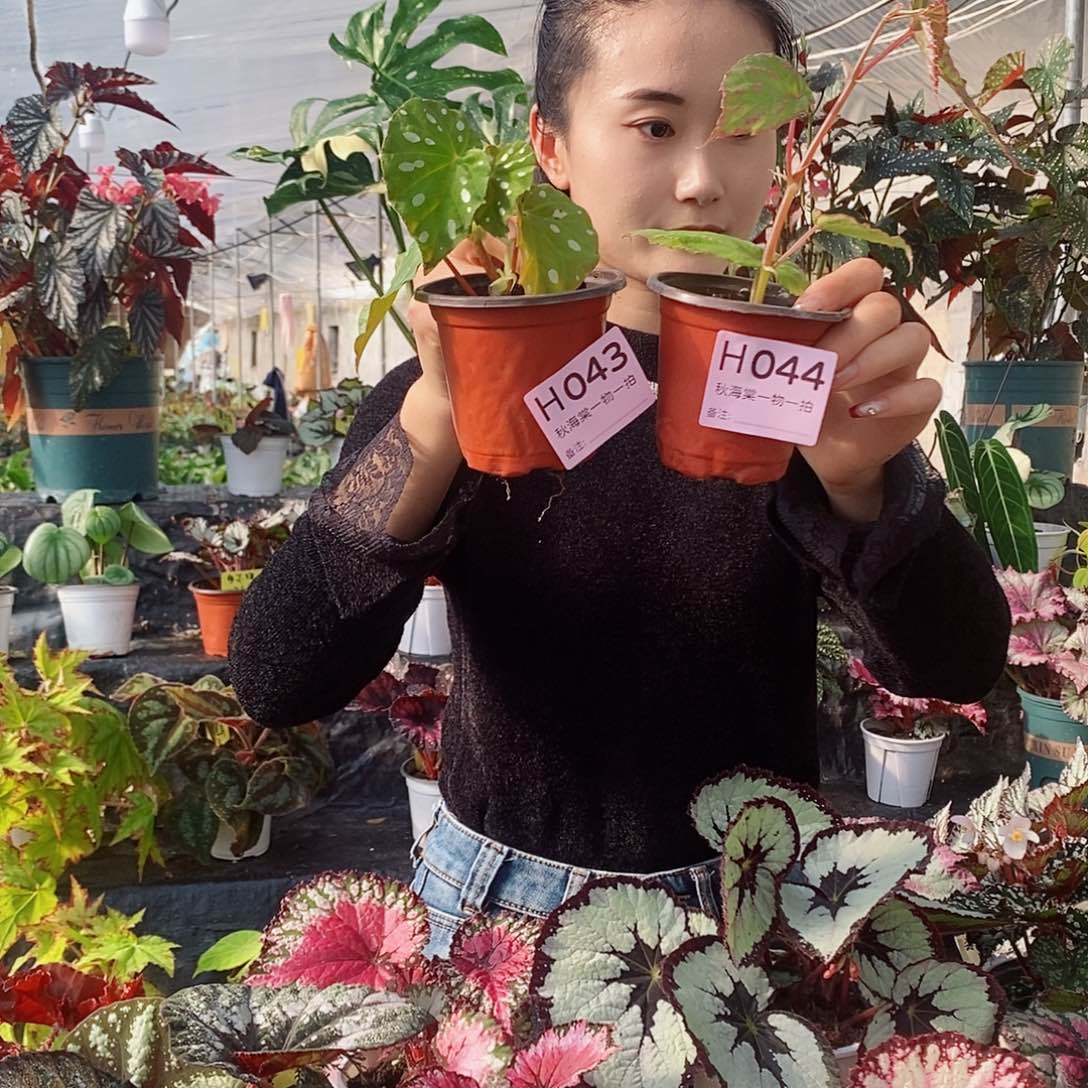 不开花植物小****?秋海棠43.44