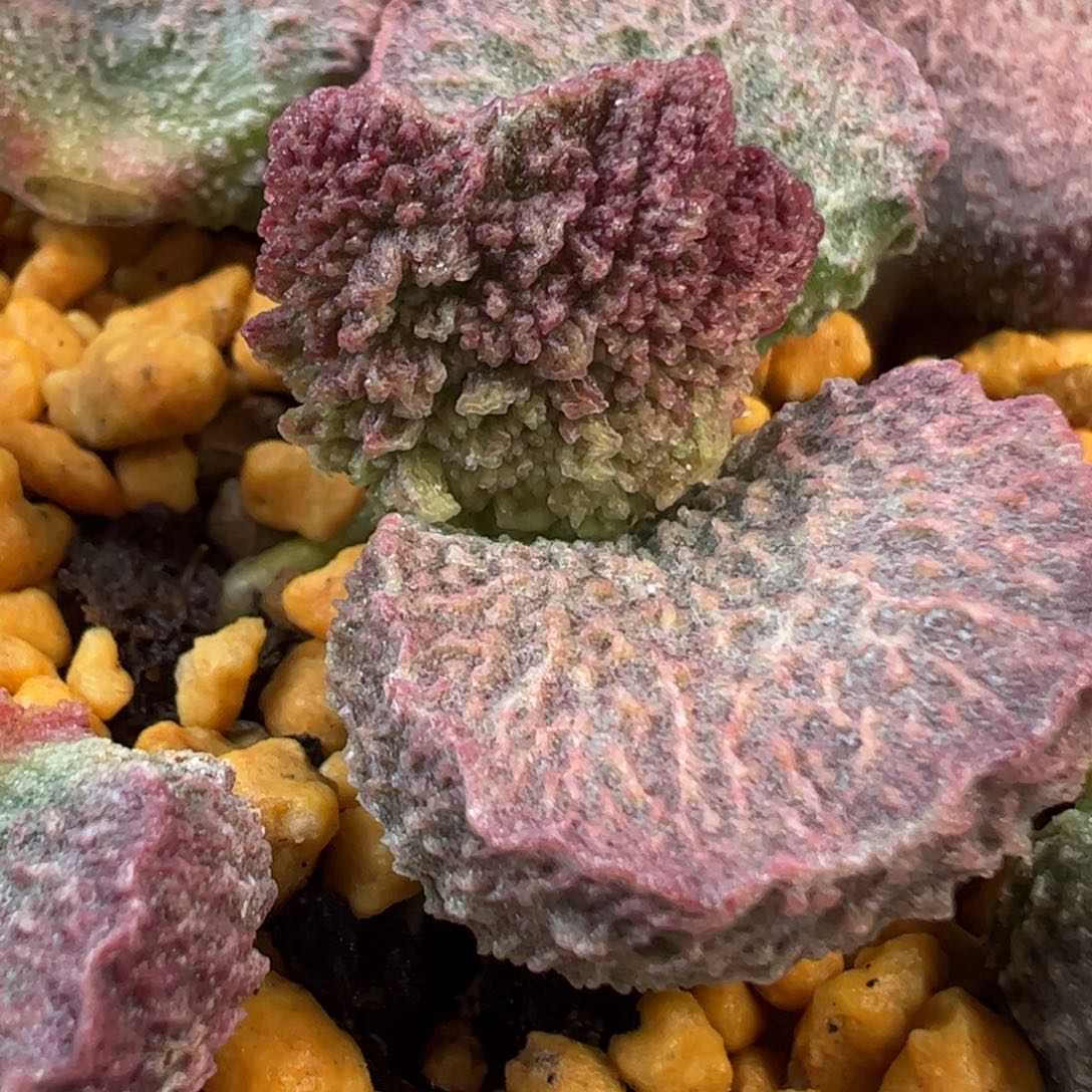 023-521叶片叶片叶片