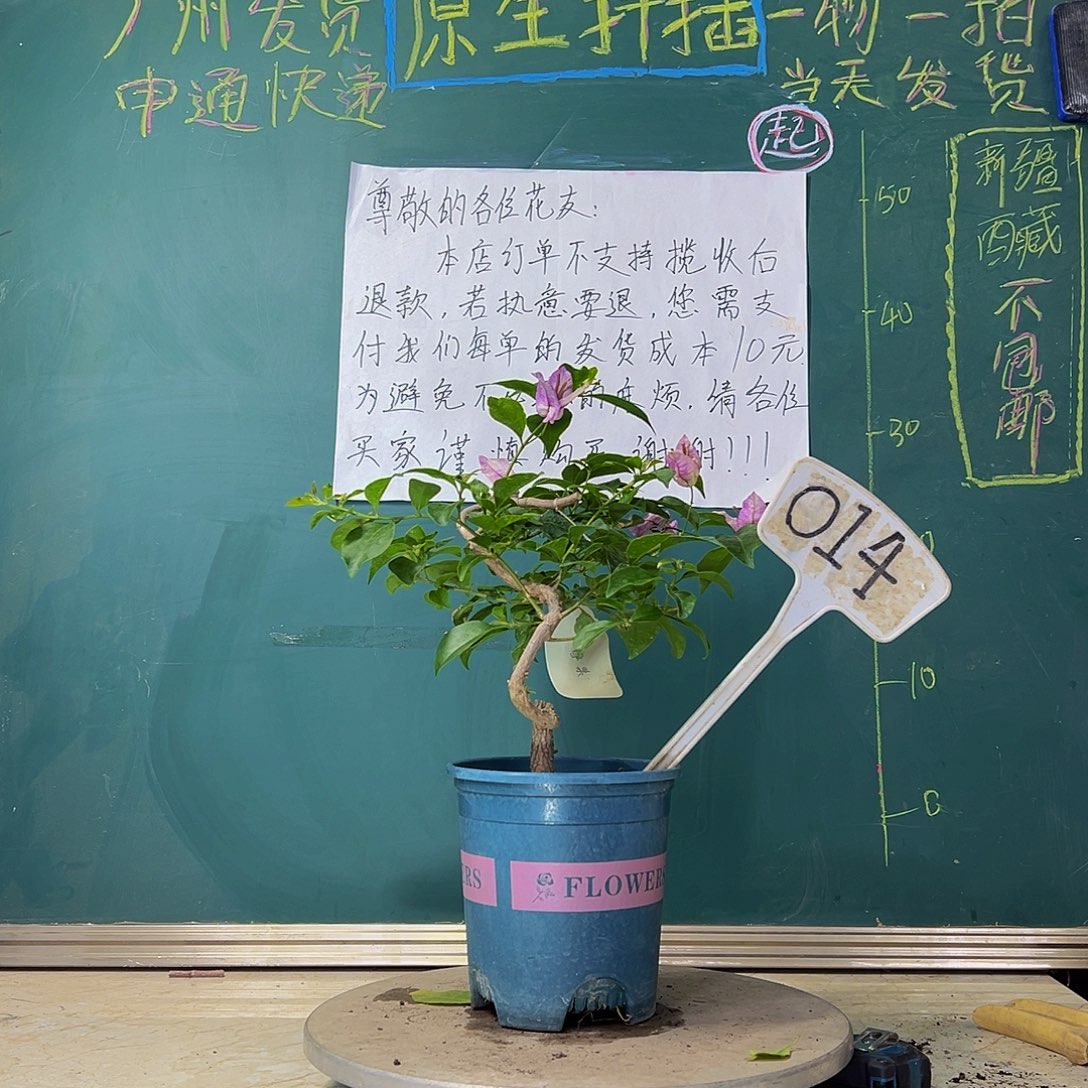 当前无花栽培后可以开花 造型 雪紫 小树头  014