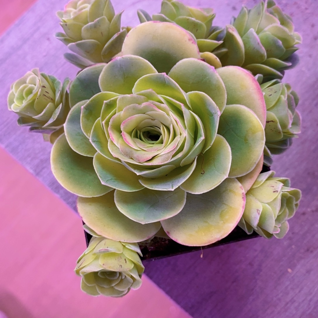 山地玫瑰福利一物一拍001my