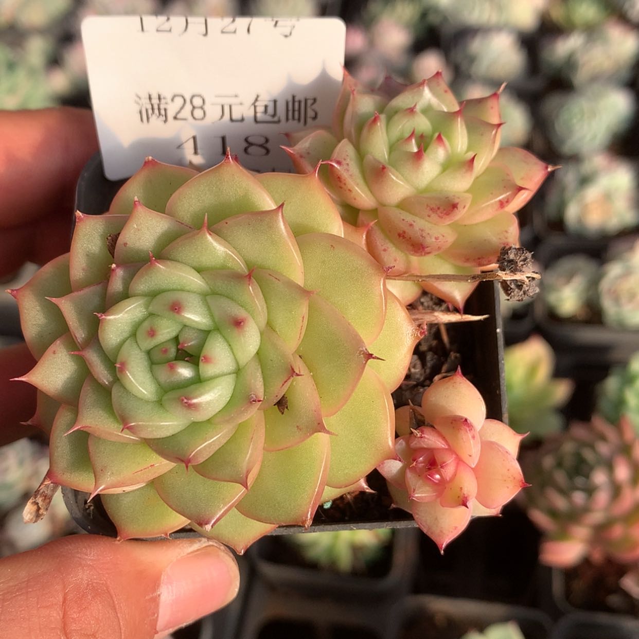 【闪购商品】云418