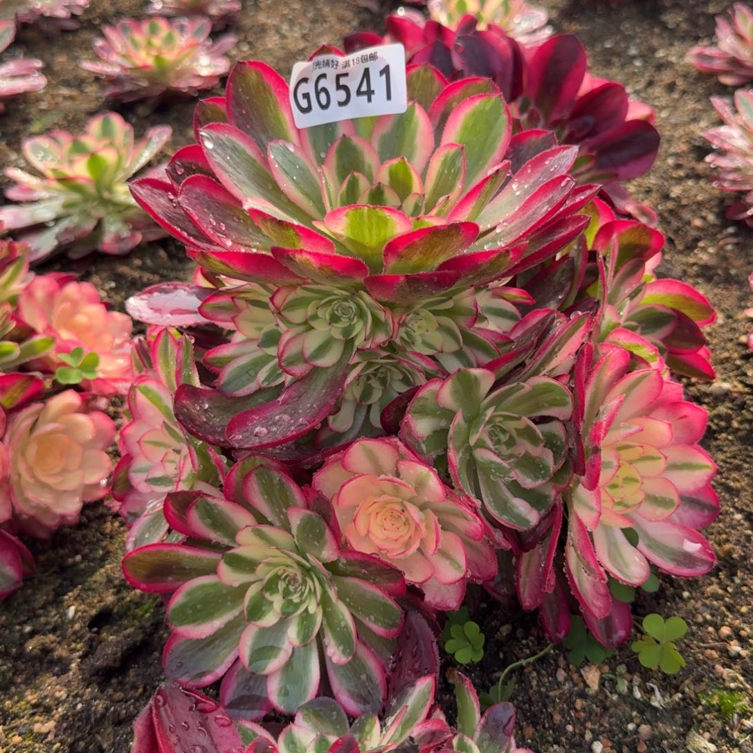 6541荔枝。多肉植物