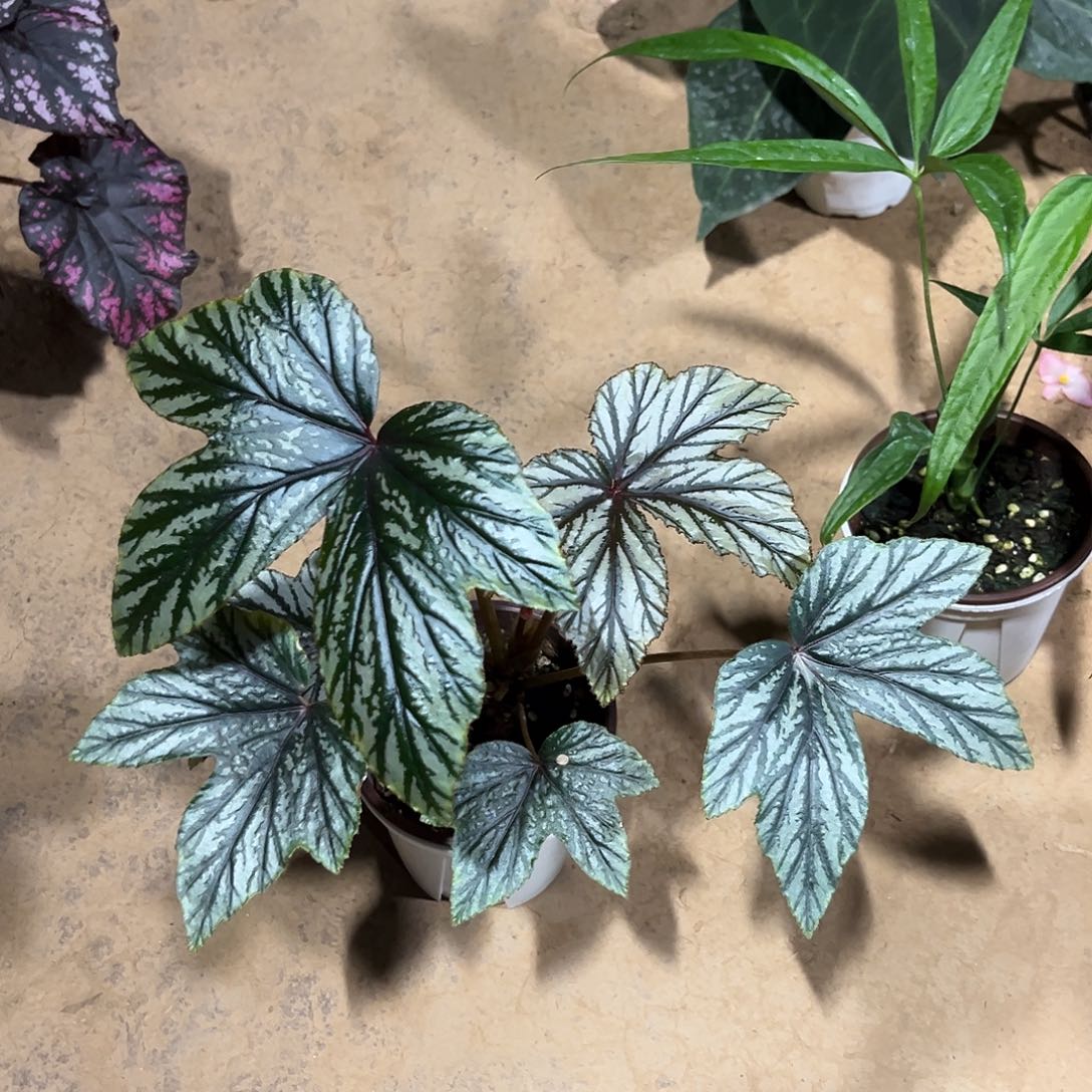 不开花植物绿鹰狮武汉