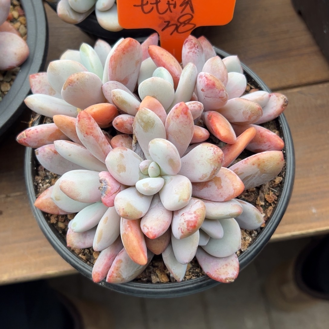 七***呀1111粉兔11111111111111