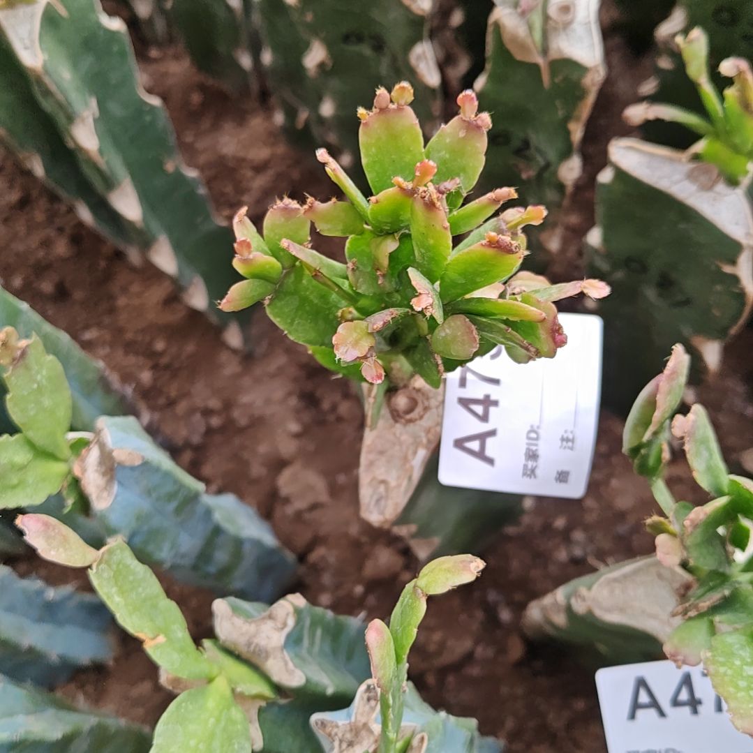 027紫重瓣脱土脱盆易掉芽苞475