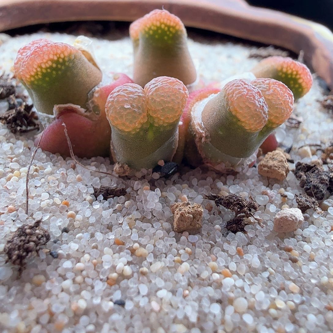 3.14.89/Cm46红风铃母本新头/多肉植物