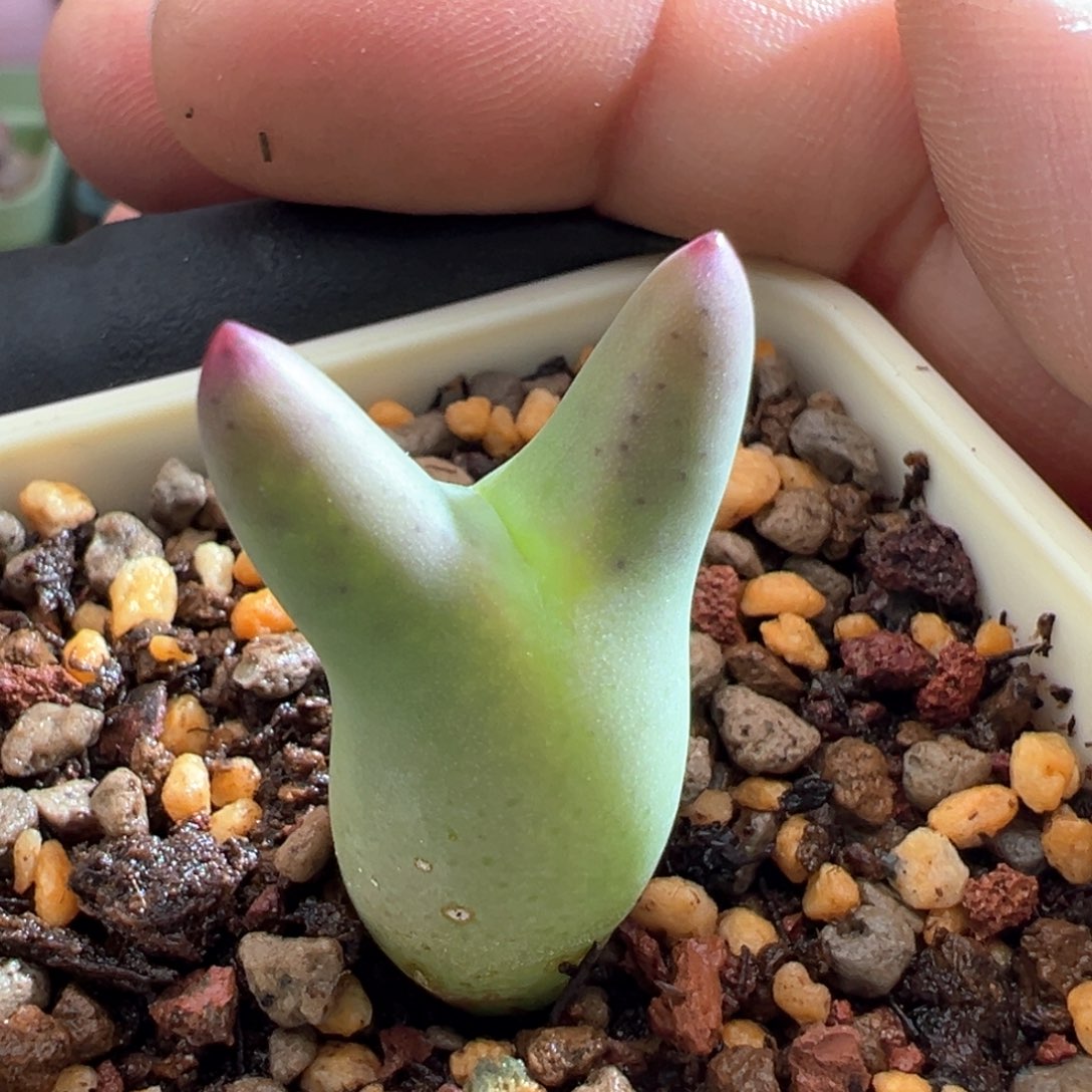 117。优选0136尖耳皮卡丘