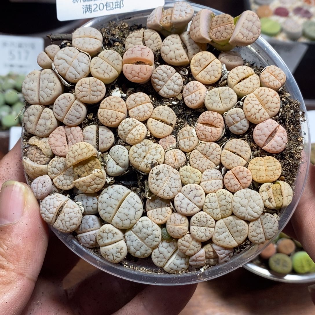 多肉蛋炒饭感谢您相伴524