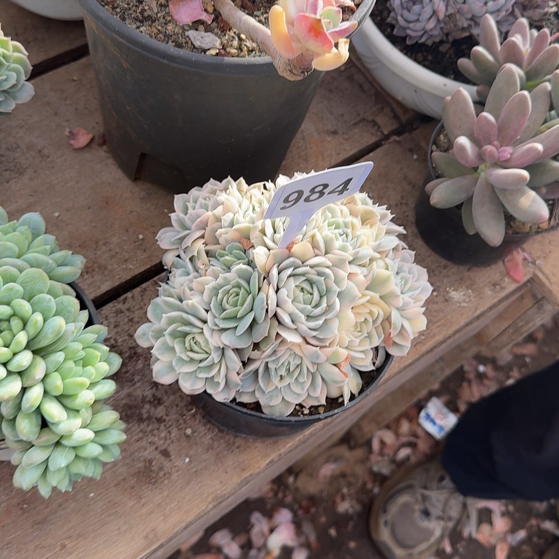 铭****984一个一物一拍1111