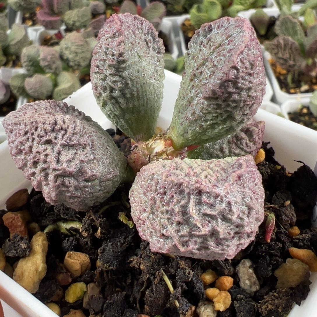 实生新品024-8787紫色陨石血斑