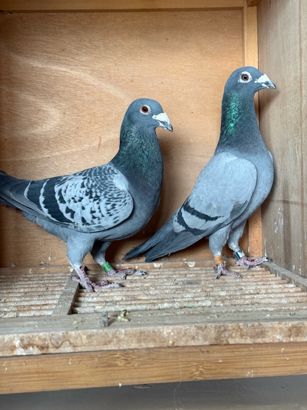 包邮 信鸽种鸽幼鸽瓦灰雨点公母仅供参考不保百分百