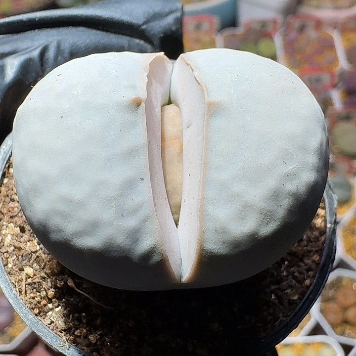 生石花11112。  3.5左右高尔夫。   111