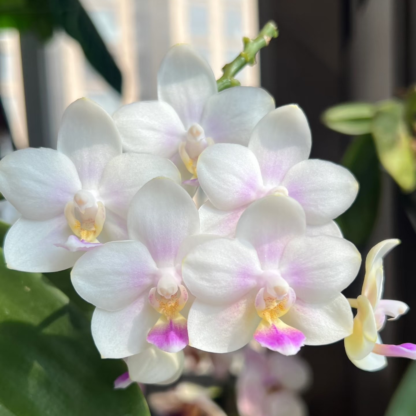 雪花  2.5寸（苗）