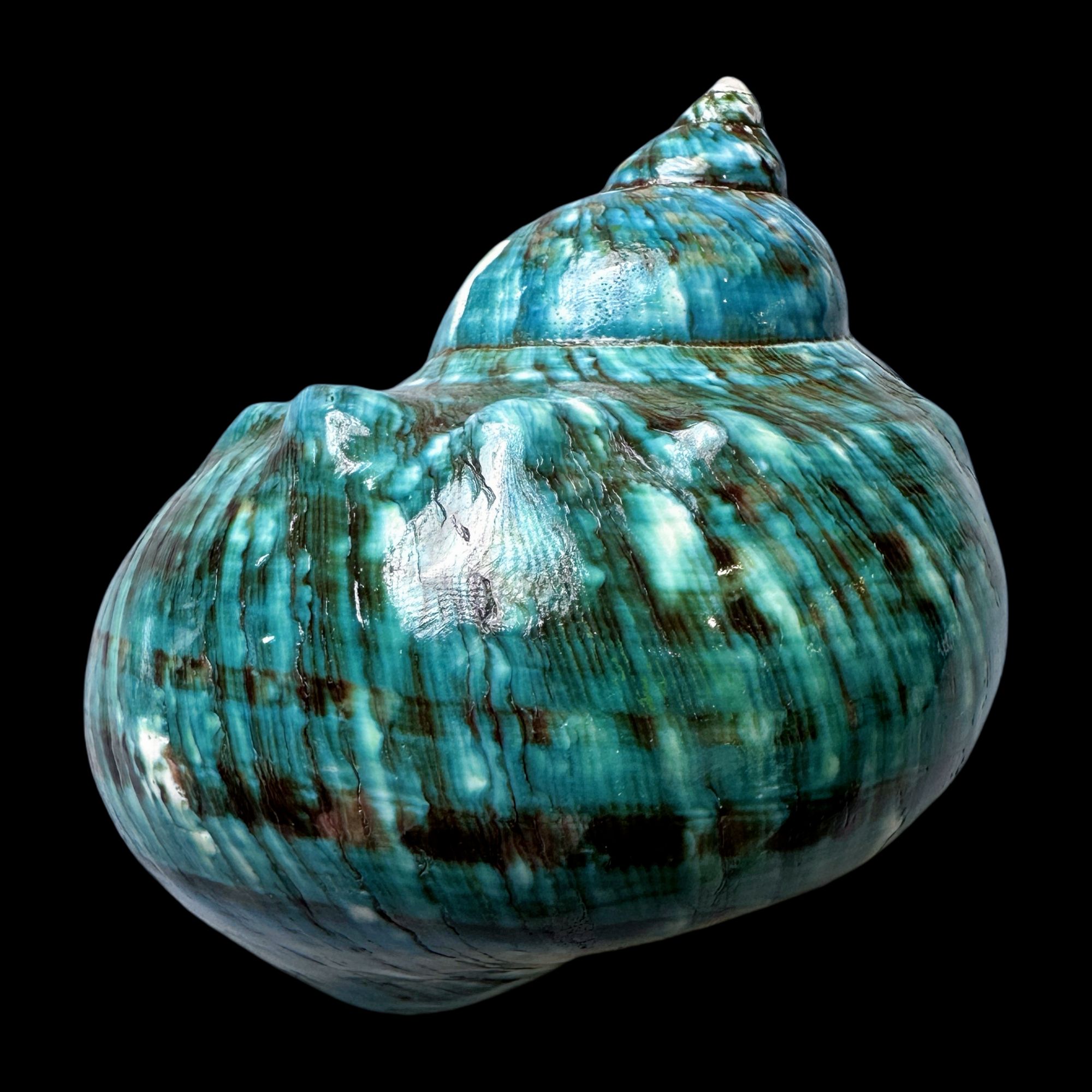 【帝王螺杯（特大！精品）】98.6mm 赠1串杯托 天然贝壳 K76