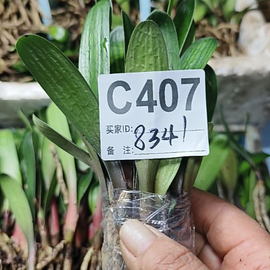 用***2完全开放7777777777