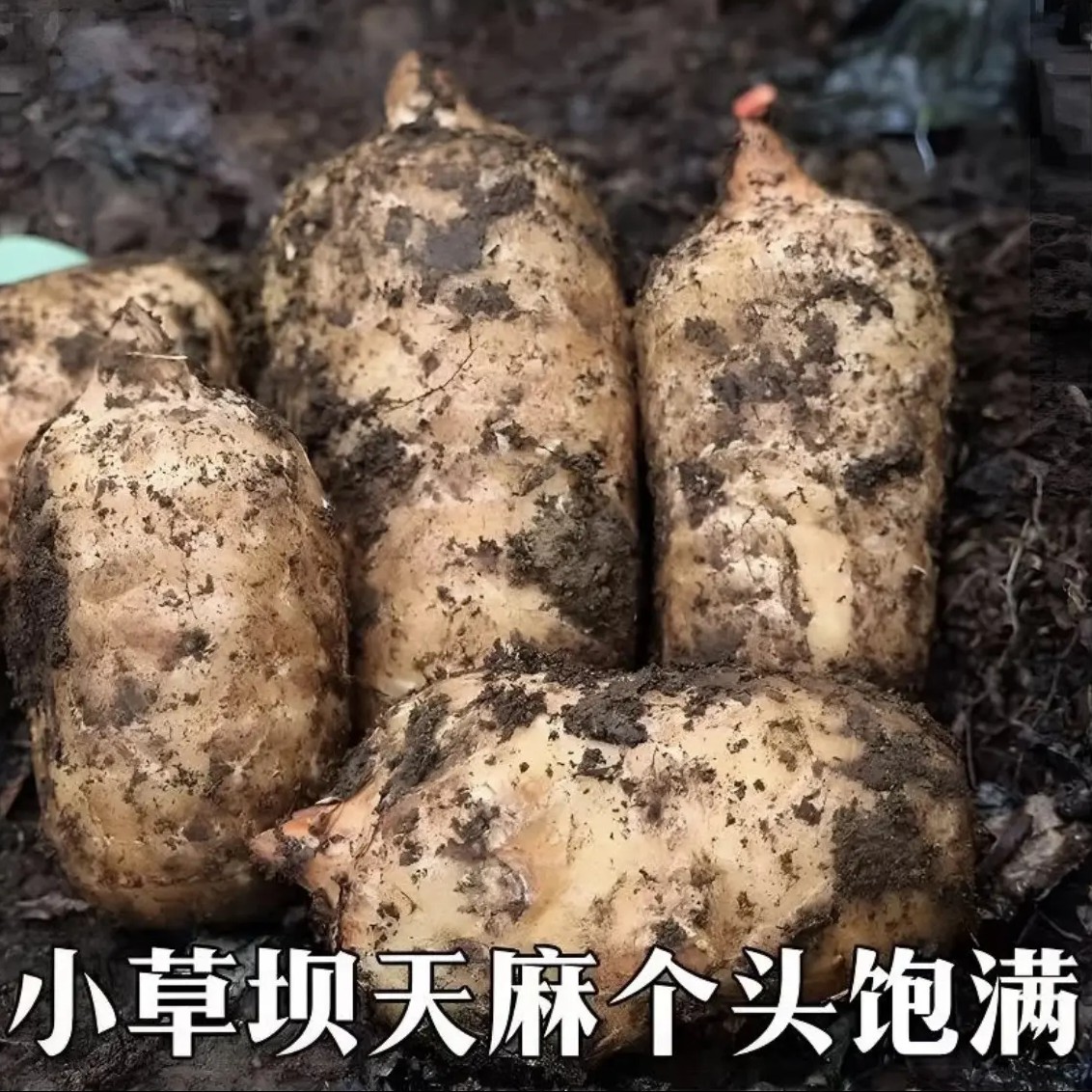 云南昭通小草坝新鲜乌天麻可煲汤泡酒炖肉滋补佳品