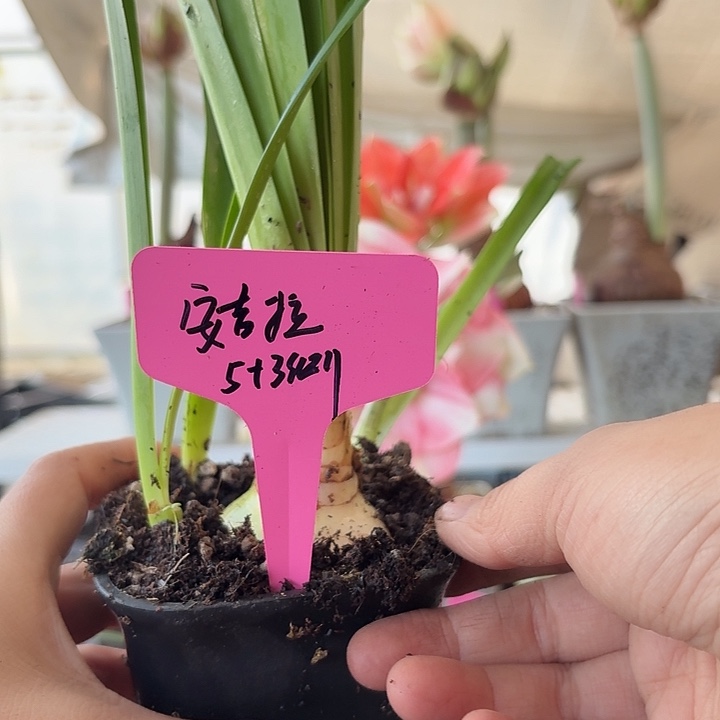 无花朵安吉拉朱顶红5加3侧