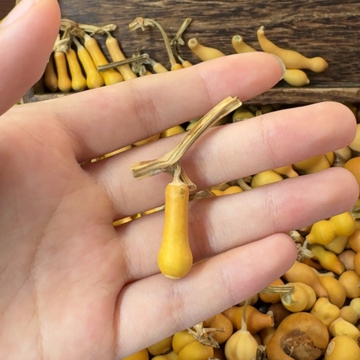 金***月葫芦葫芦葫芦葫芦 