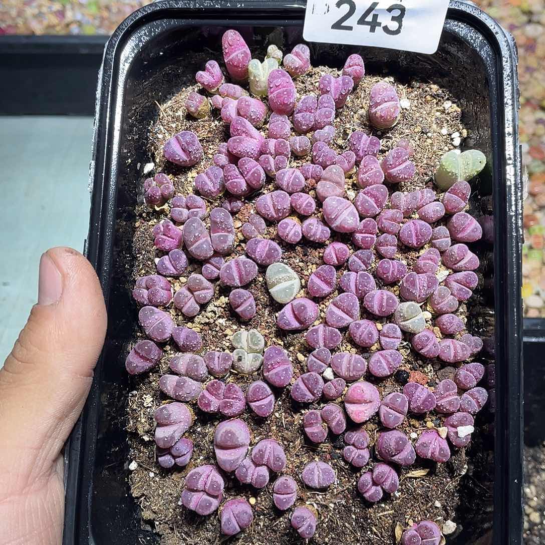 当天凑满十八元包邮生石花243