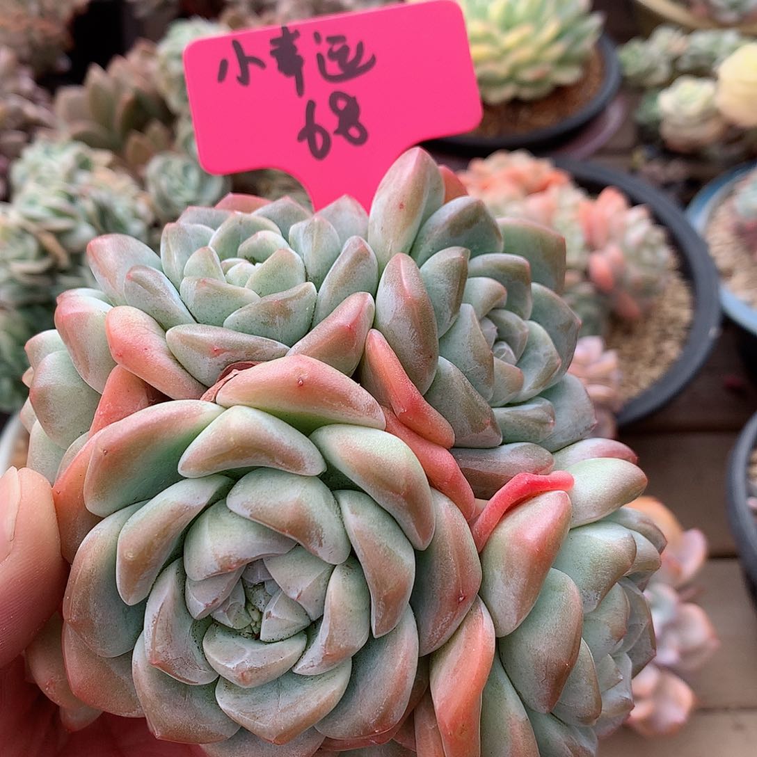 ✨****。冰玉一物一拍