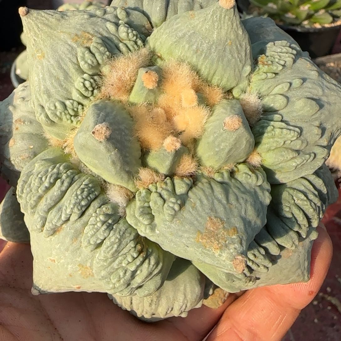 无花朵实生日货怒涛11.5厘米