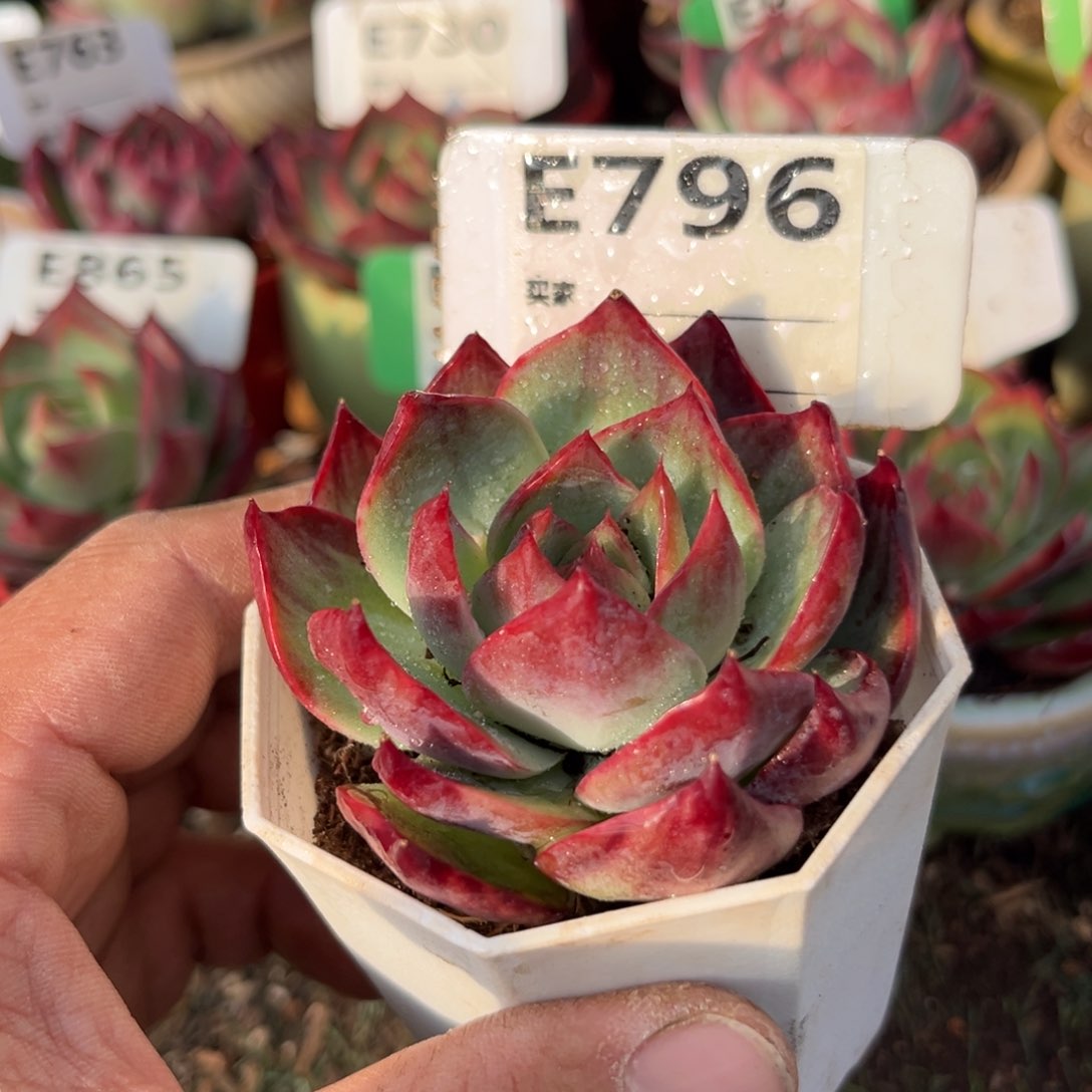 惊鸿一瞥796号多肉