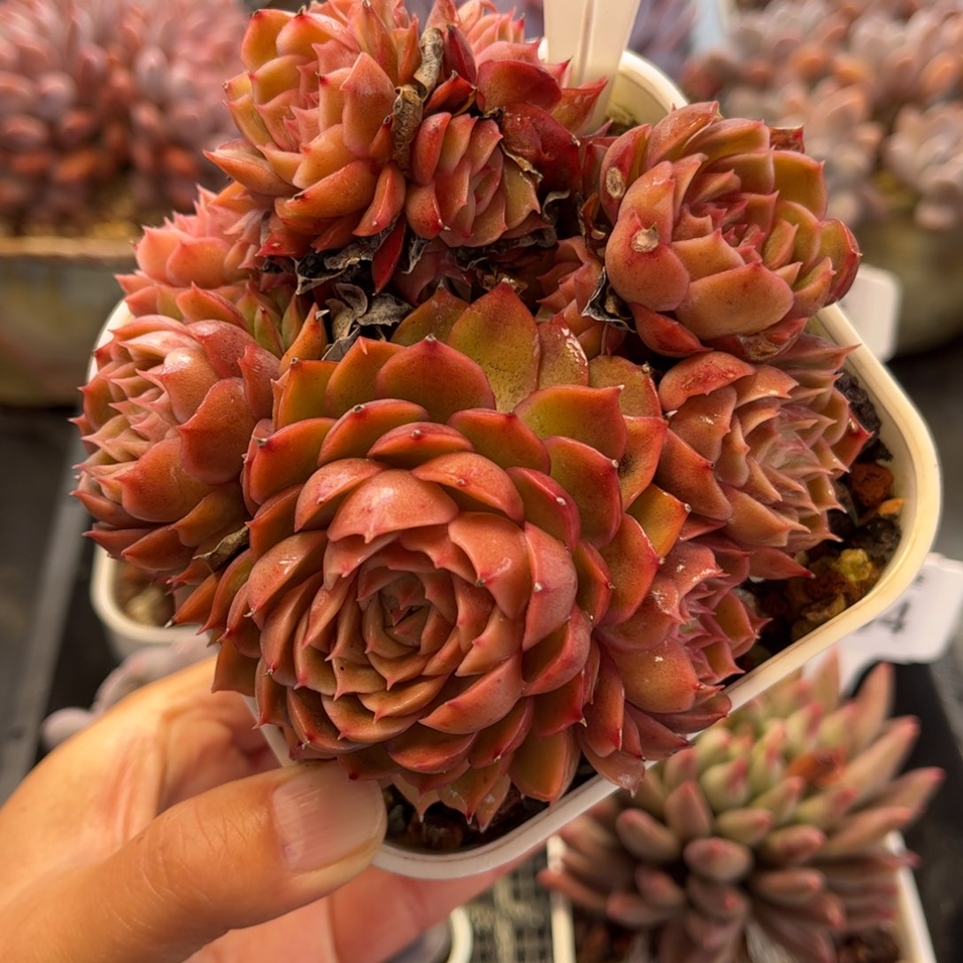 1997 满30包邮天冷地区必拍保温箱