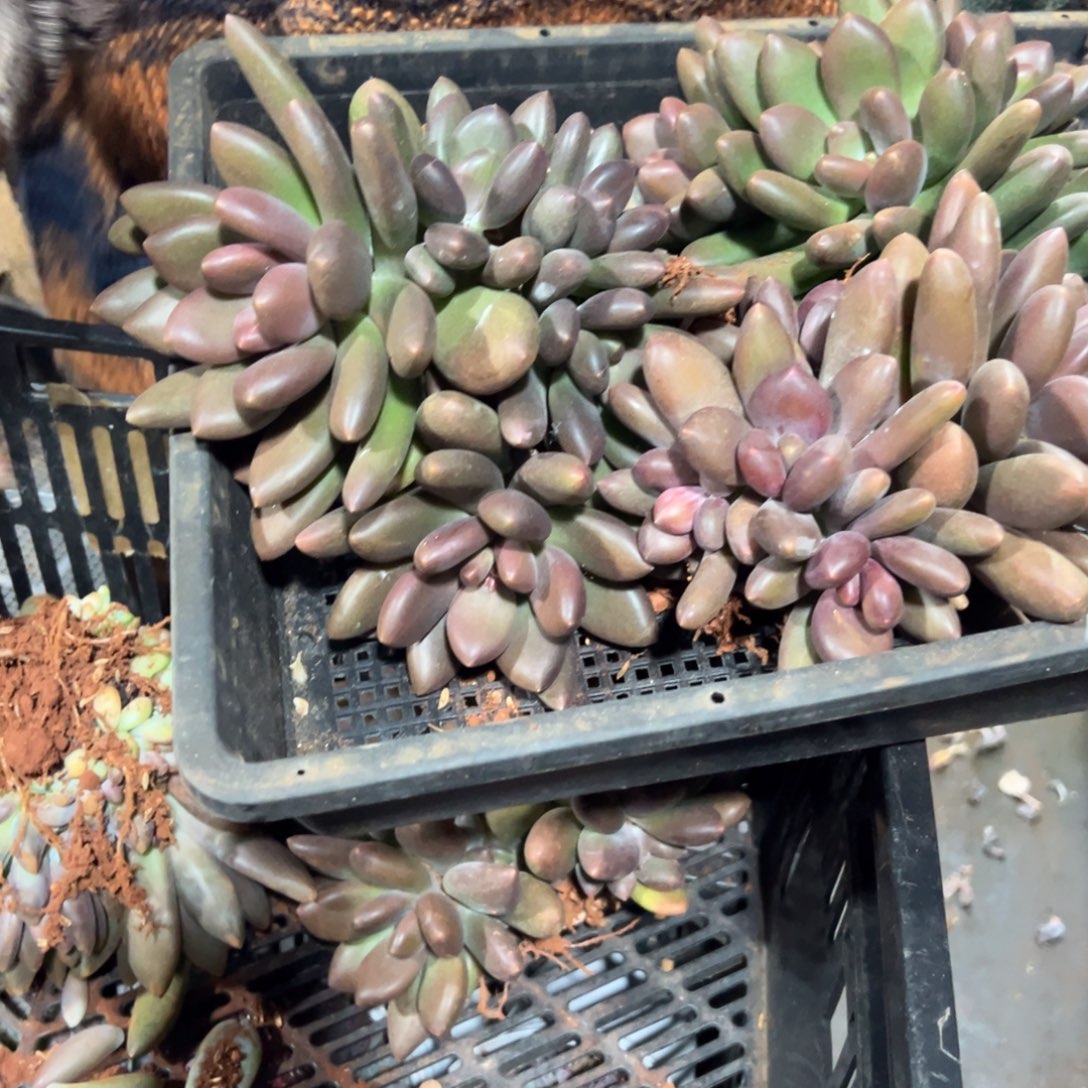 多少植物黑美人一个